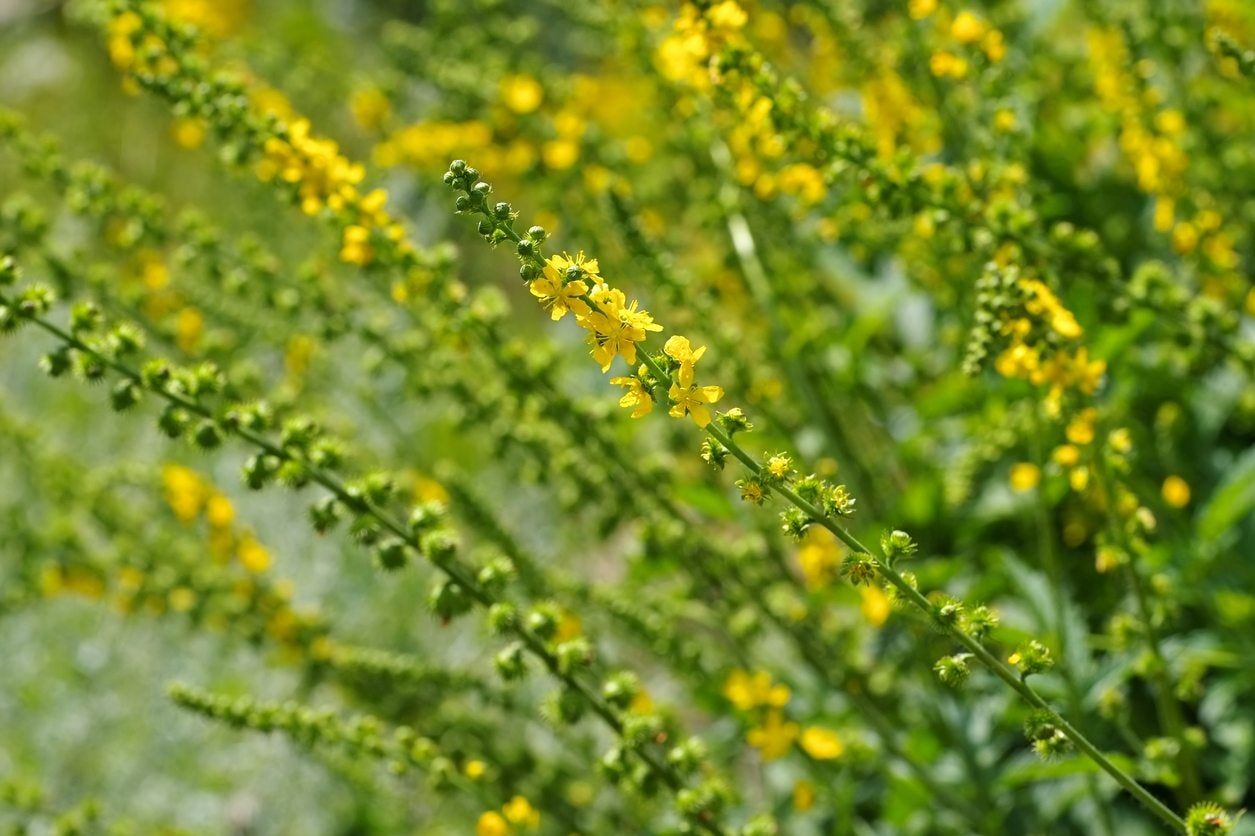 Agrimony Herb Plant