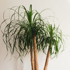 Three branches of a ponytail palm
