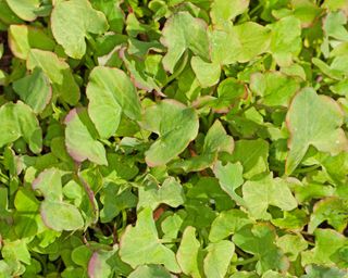 French sorrel – Rumex scutatus – young fresh leaves