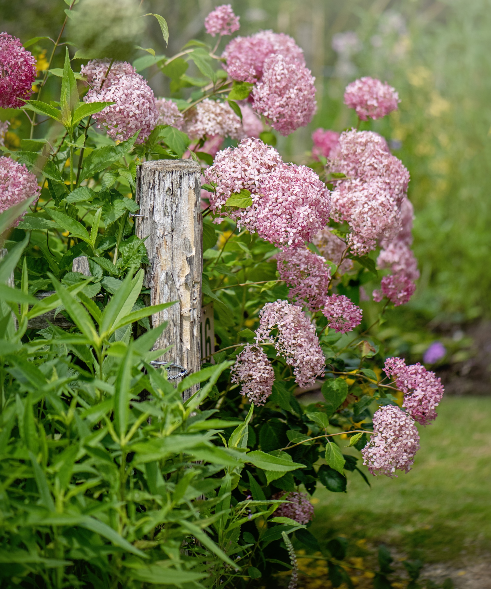 Hydrangea arborescens Pink Annabelle