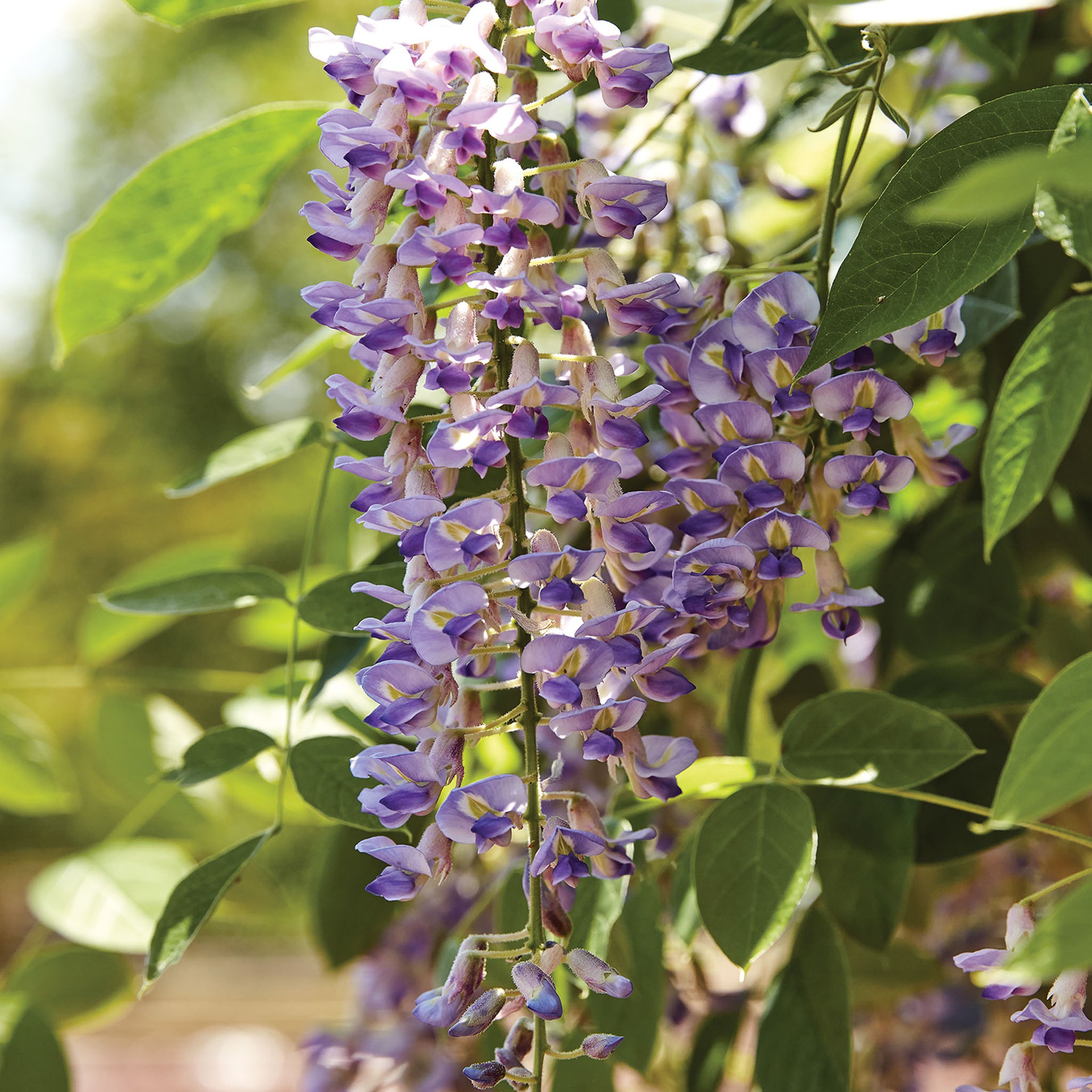 Blue Moon Wisteria - 1 Plant