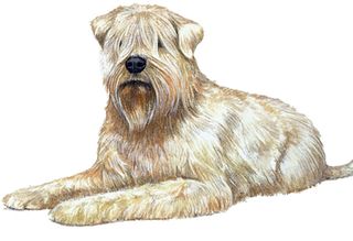 wheaten terrier