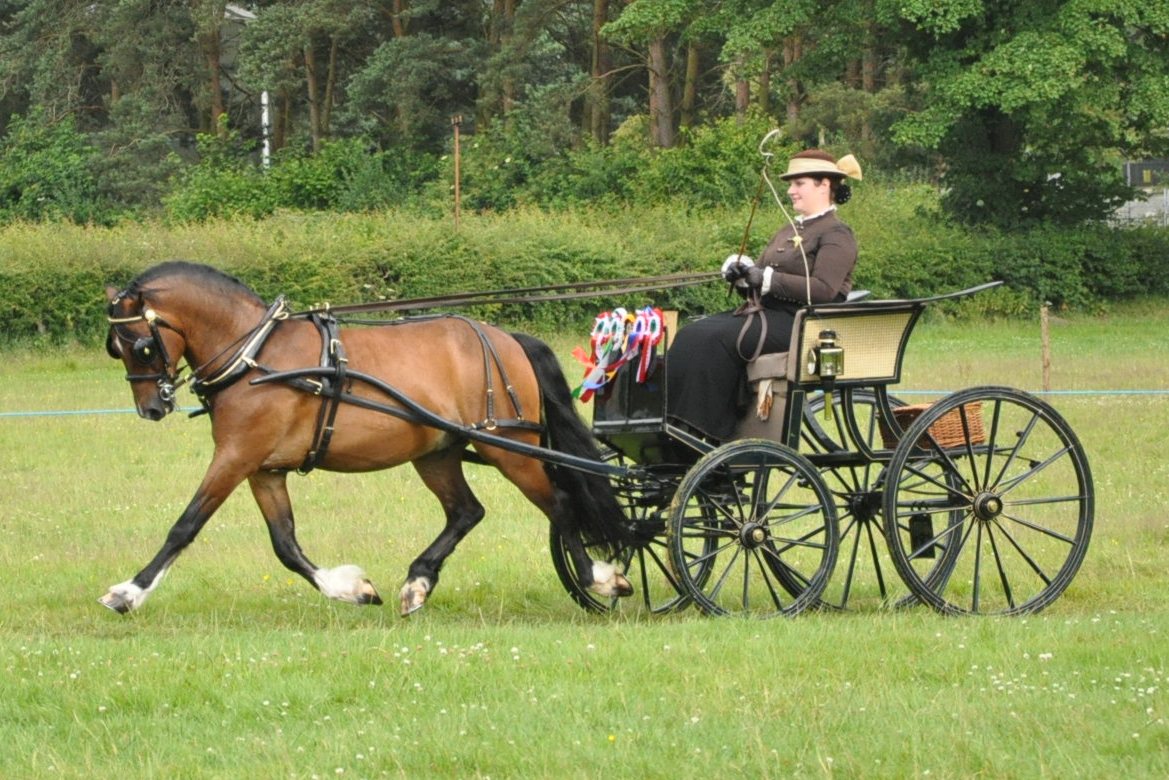 Emily Ham,from Brecon , Reserve Supreme champion had an excellent show