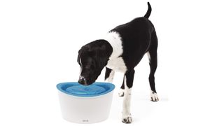 A black and white dog drinking from the Zeus Dog Pet Water Fountain