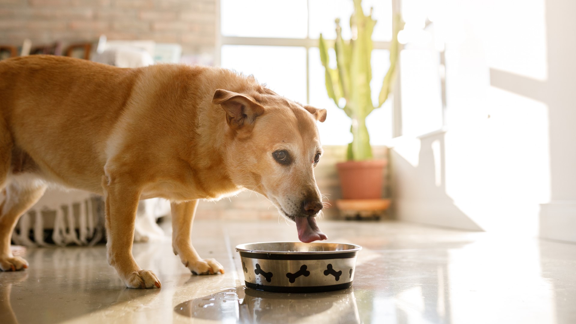 a small-breed senior dog drinks from a water bowl