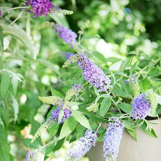 butterfly bush in garden with purple flowers