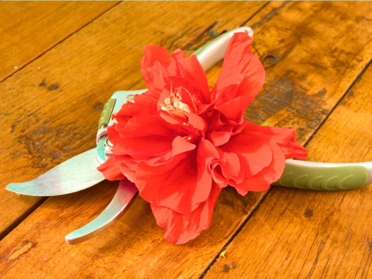 Red Hibiscus Plant