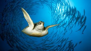 A green sea turtle swimming in Egypt's Red Sea.