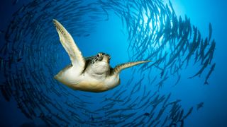 A green sea turtle swimming in Egypt&#039;s Red Sea.