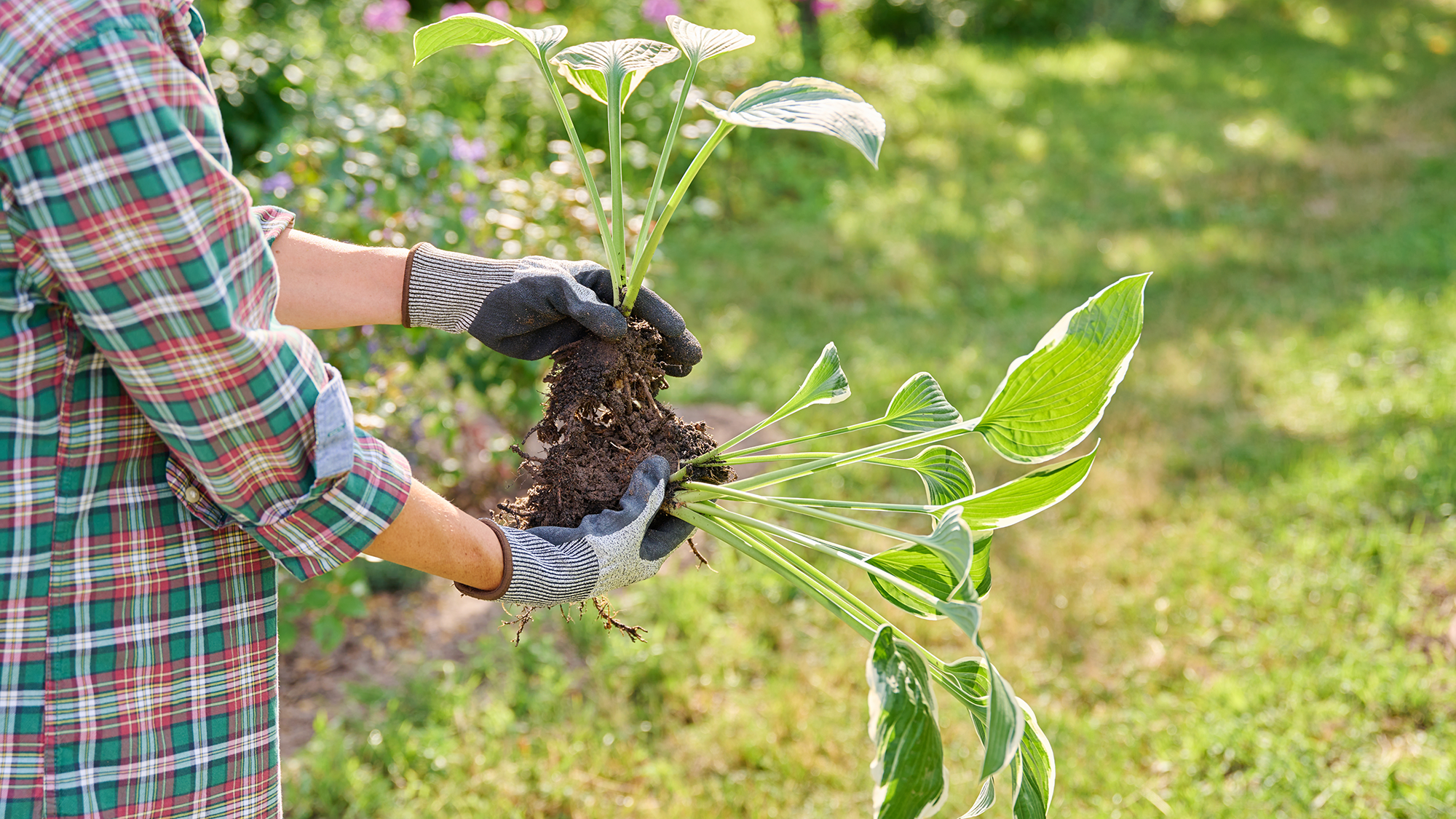 Dividing a hosta