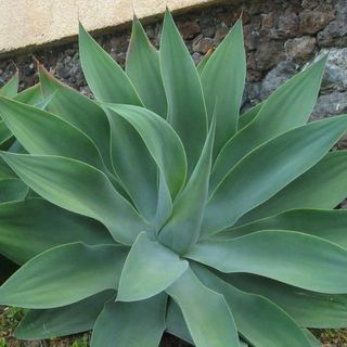 Agave Foxtail Attenuata