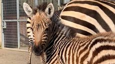 Noah&rsquo;s-Ark-Zoo-Farm-1-1.jpeg