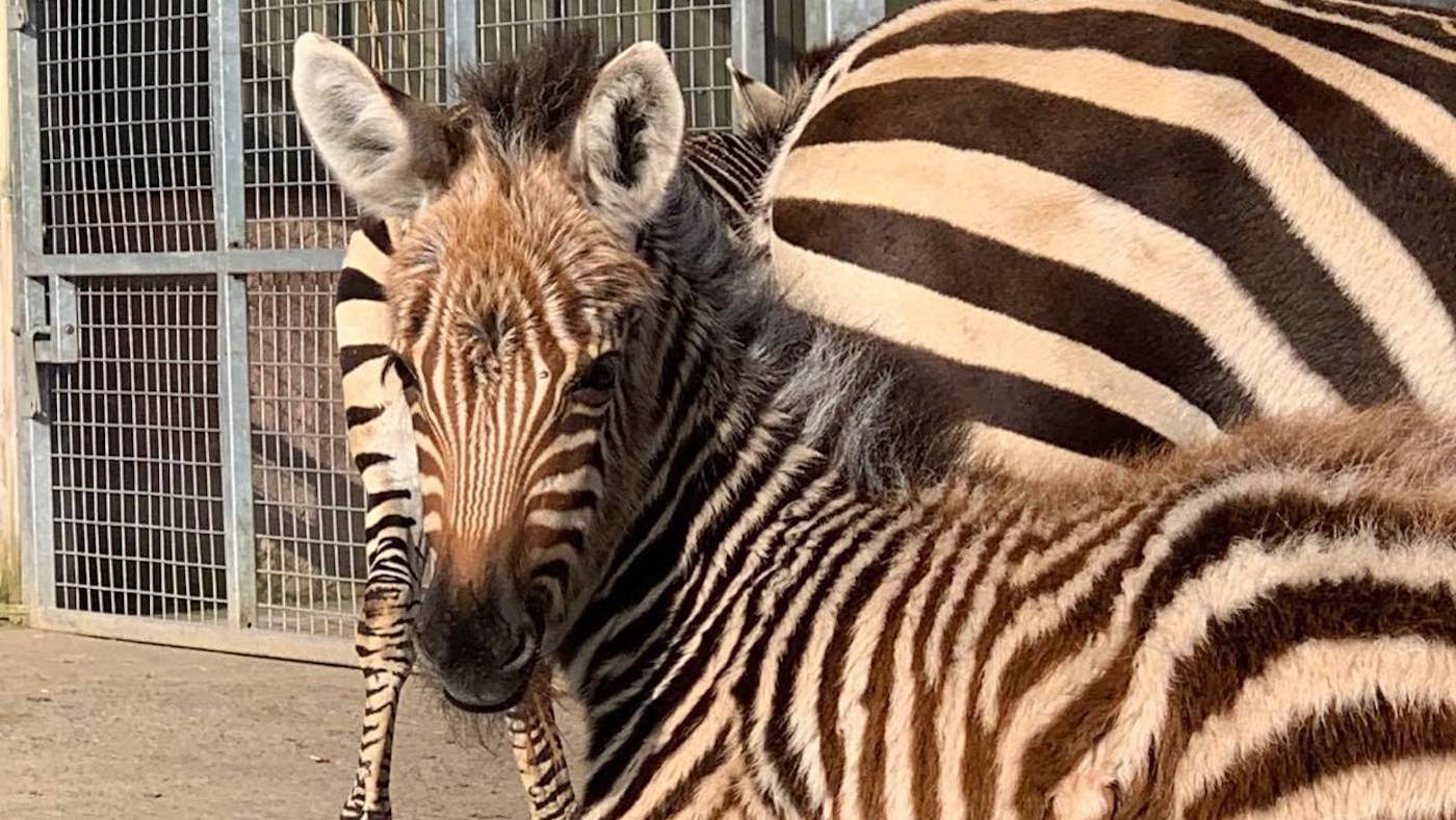 Noah&amp;rsquo;s-Ark-Zoo-Farm-1-1.jpeg