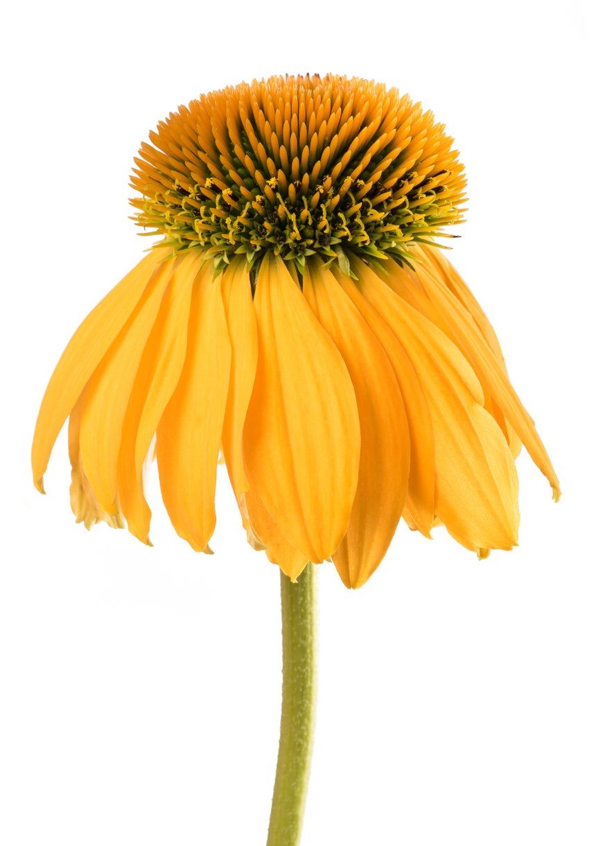 Single Yellow Coneflower