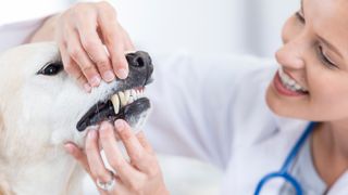 Vet examining dog teeth