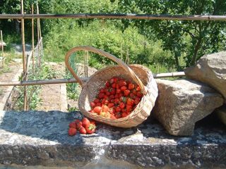 organic strawberries