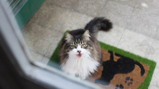 Cat meowing at the door