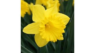 Daylily Nursery Dutch Master daffodil bulbs