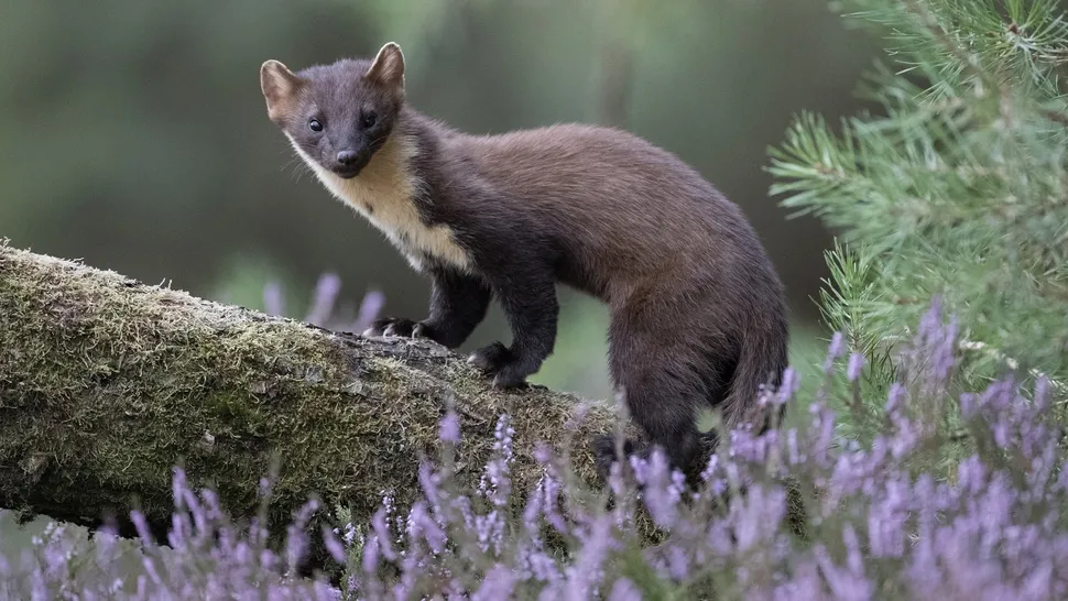 Pine martens are rare and protected in the UK (Image credit: Getty Images)