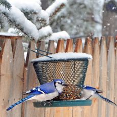 winter garden bird feeder