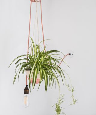 spider plant in a hanging planter