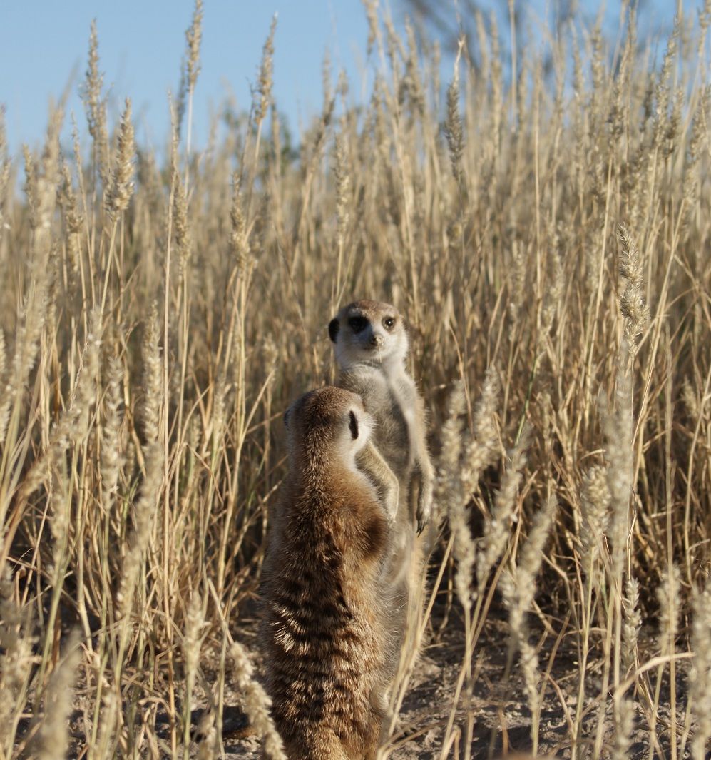 animals, meerkat vocalizations, individual identity, meerkat individuality, individual identity, recognition, recognizing individual animals, telling friend from foe, animal communication, communication in the animal kingdom, 