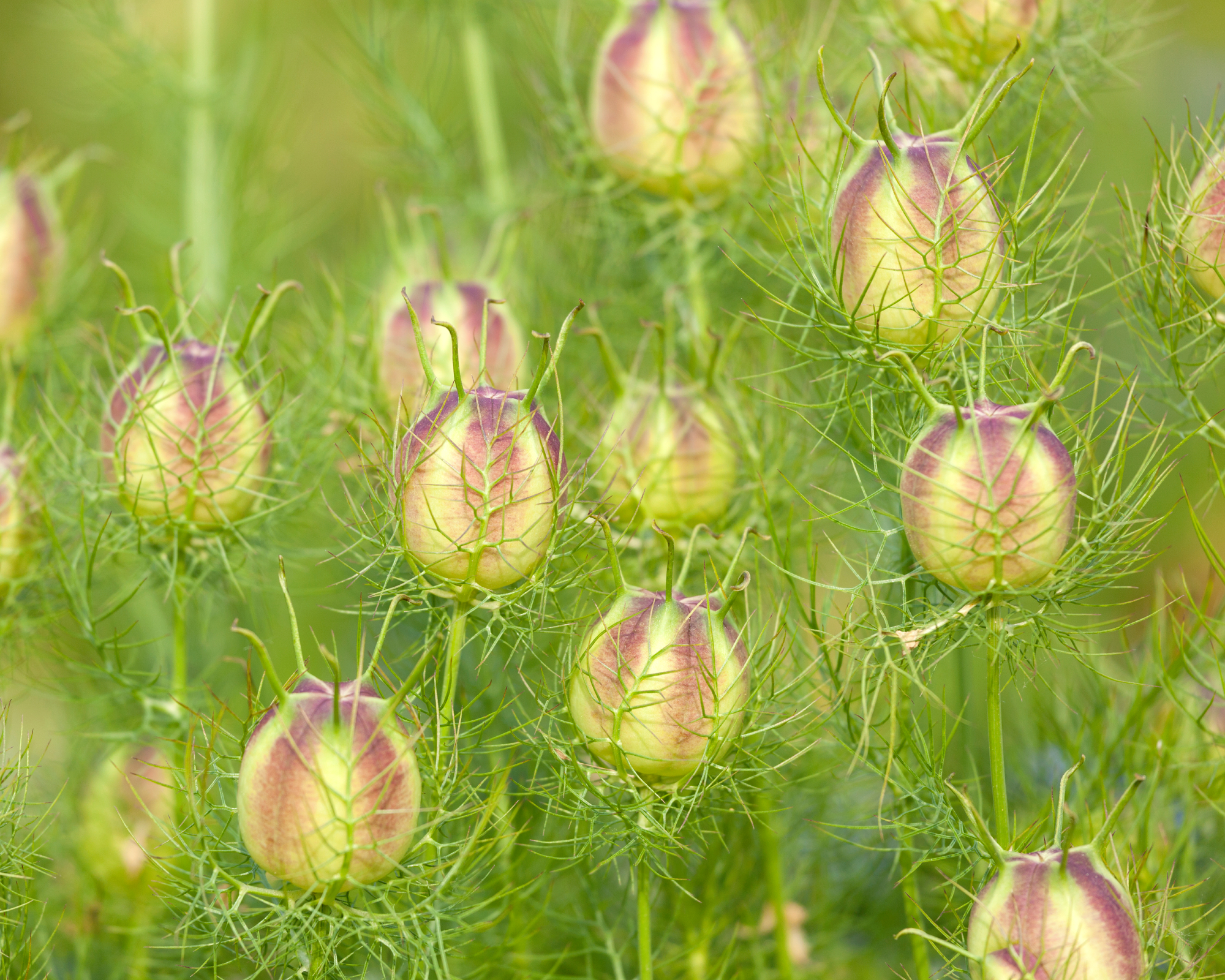 Nigella love in a mist seedheads