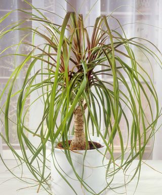 small ponytail palm in white pot on windowsill