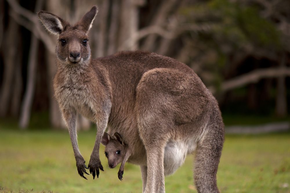 kangaroo zack tour