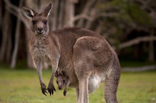 A kangaroo mother and her joey.
