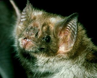 The vampire bat, Desmodus rotundus, also has special brain cells that are sensitive to the deep breathing sounds of snoozing animals.