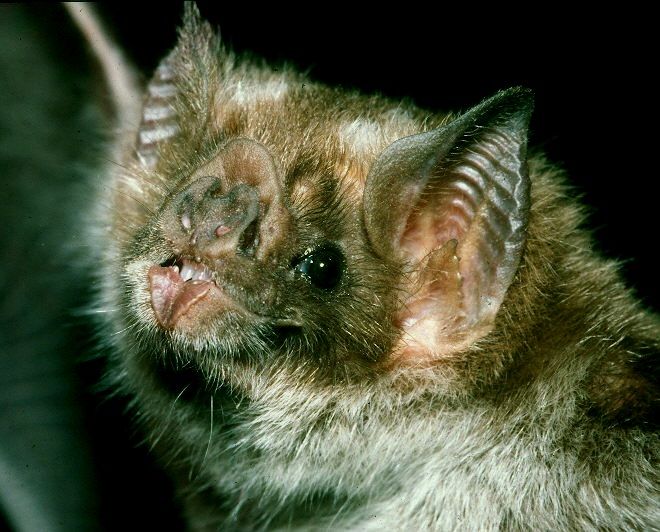 Vampire Bats 'See' Blood with HeatSensing Organs Live Science