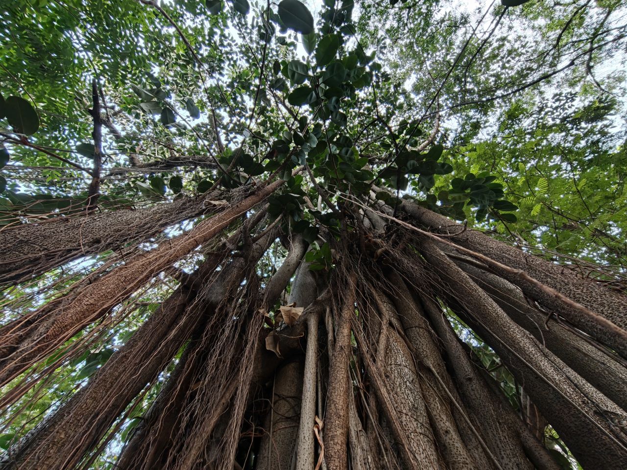 Trees captured in the ultrawide-angle mode.