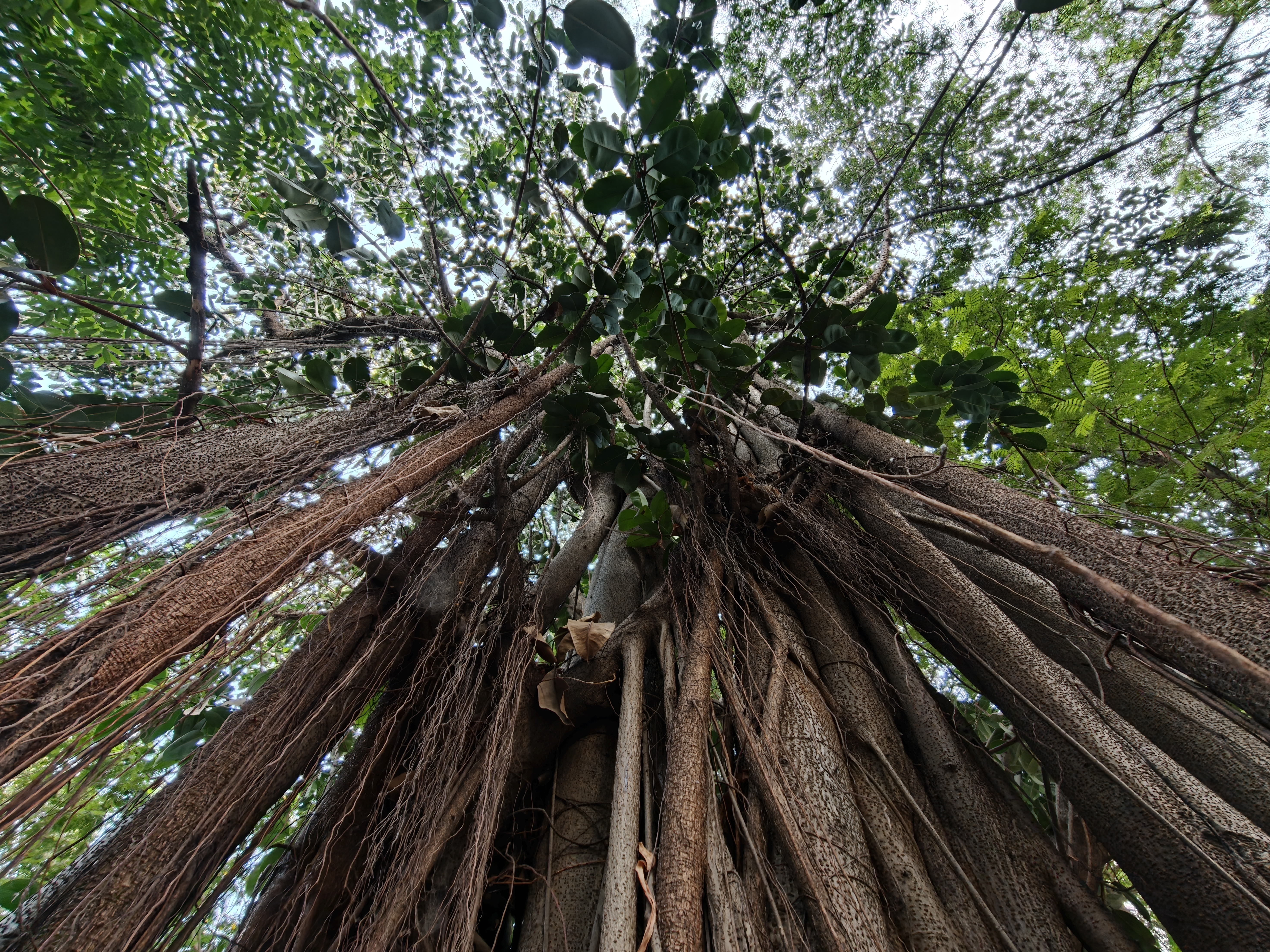 Trees captured in the ultrawide-angle mode.