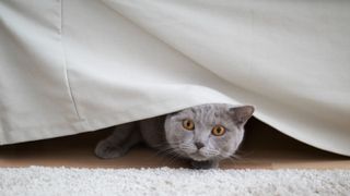 Cat under bed