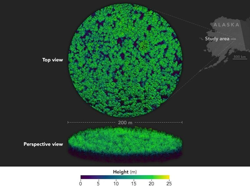 3D View of Alaska Forest Canopy