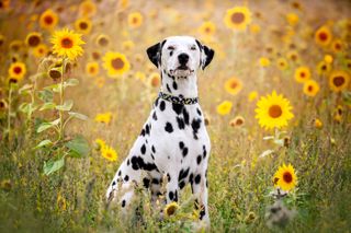 A Dalmatian sits upright in a field of sunflowers