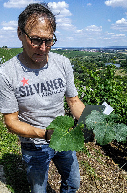 silvaner versus riesling