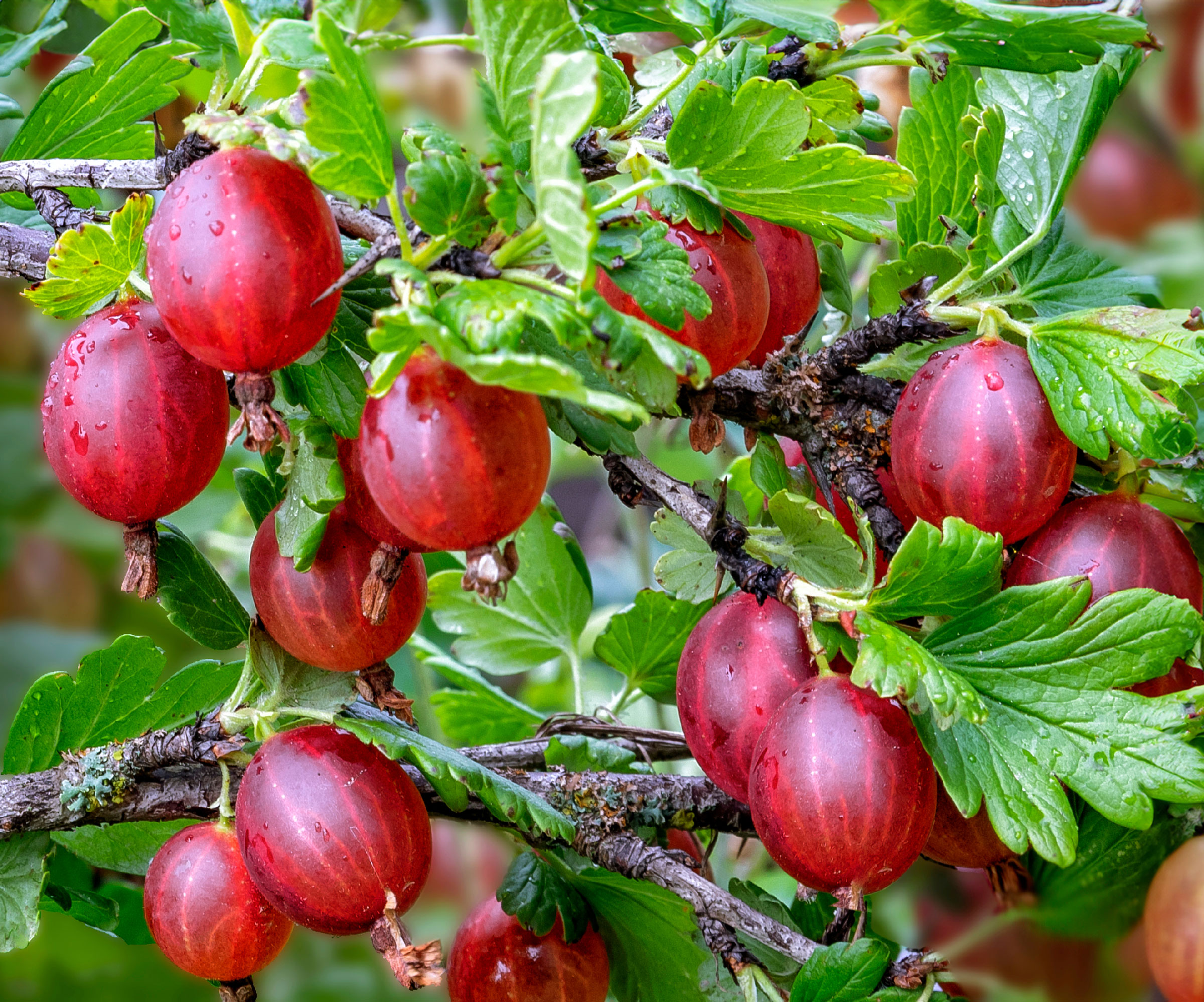 gooseberry shrub with red berries