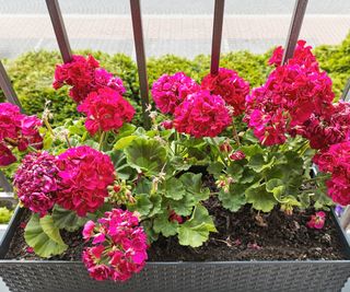 pink geraniums growing in tubs on balcony