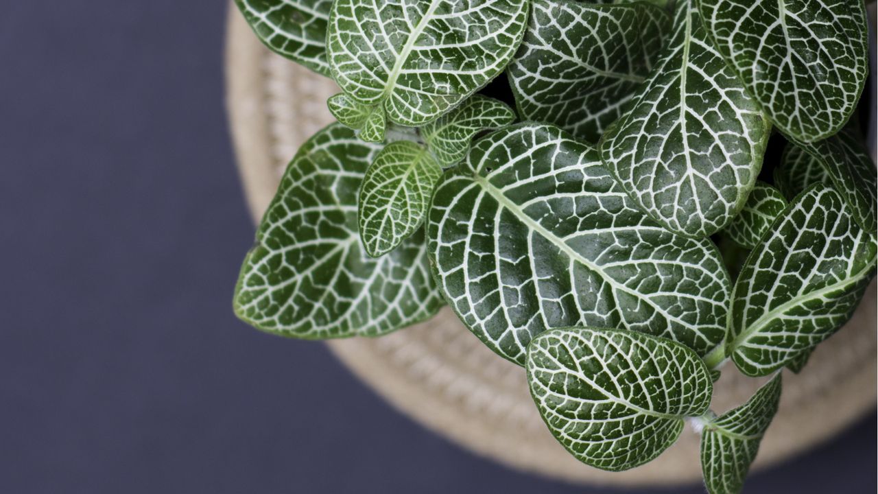 fittonia drooping