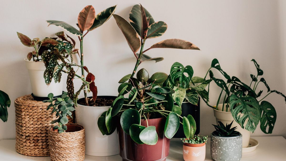 I use this coffee ground trick to nourish my houseplants | Homes 