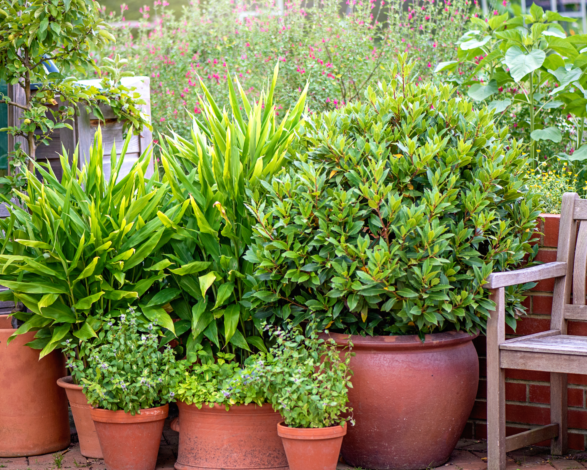 Potted evergreens on a patio next to bench