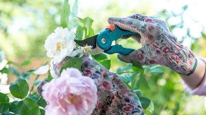 deadheading roses