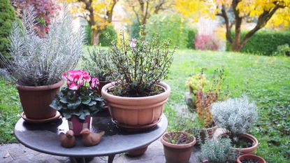 Autumn garden with patio plants