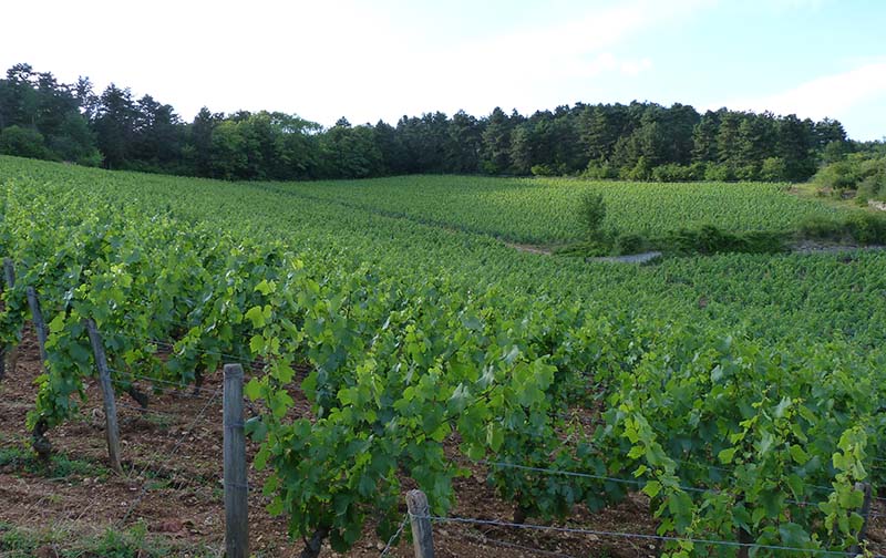 Giboulot vines beaune