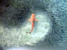 Going with the flow: schooling to avoid a predator