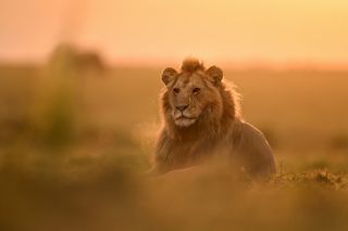 A lion shot on the Nikon Z 400mm lens
