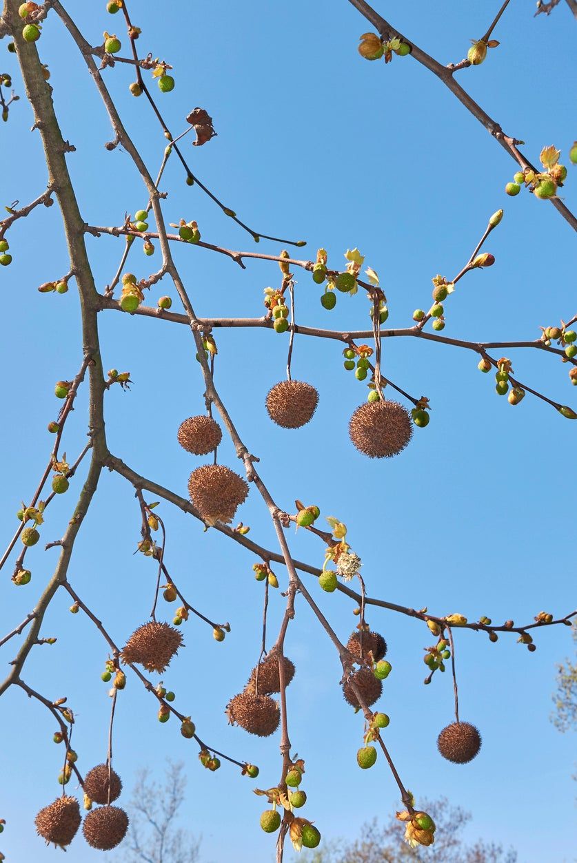 plane tree seeds