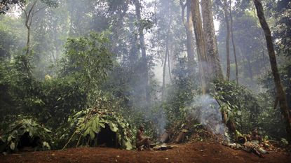 Wide shot of hunter-gatherer women in their camp in the rainforest